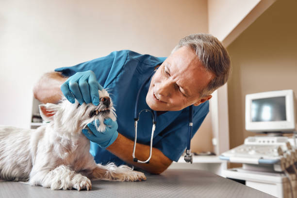 Best Broken or Cracked Tooth Emergency Dentist in Mazon, IL